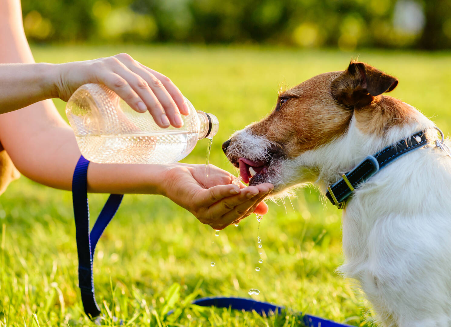 Paws & Pints